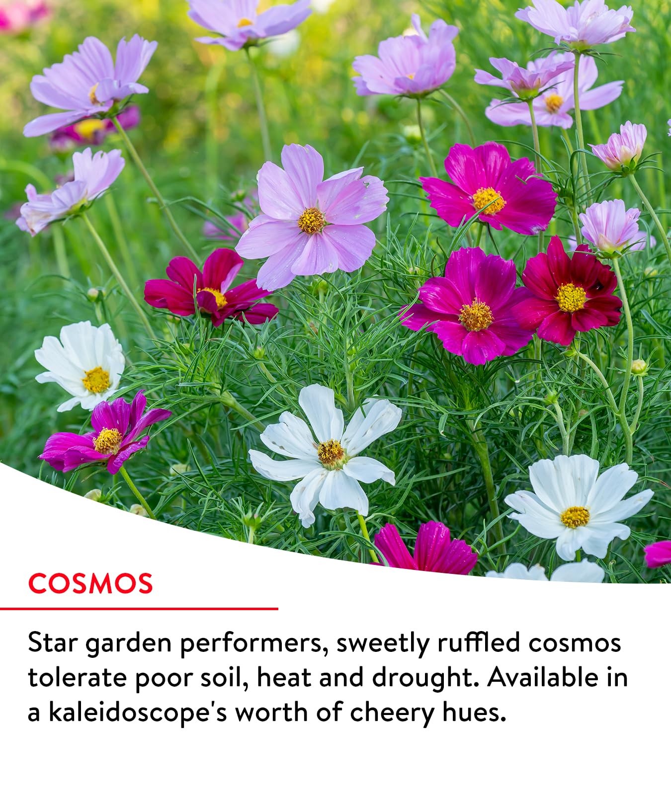 Burpee Fast Blooming 25,000 Non-GMO Planting, 1 Bag Easy Mix
