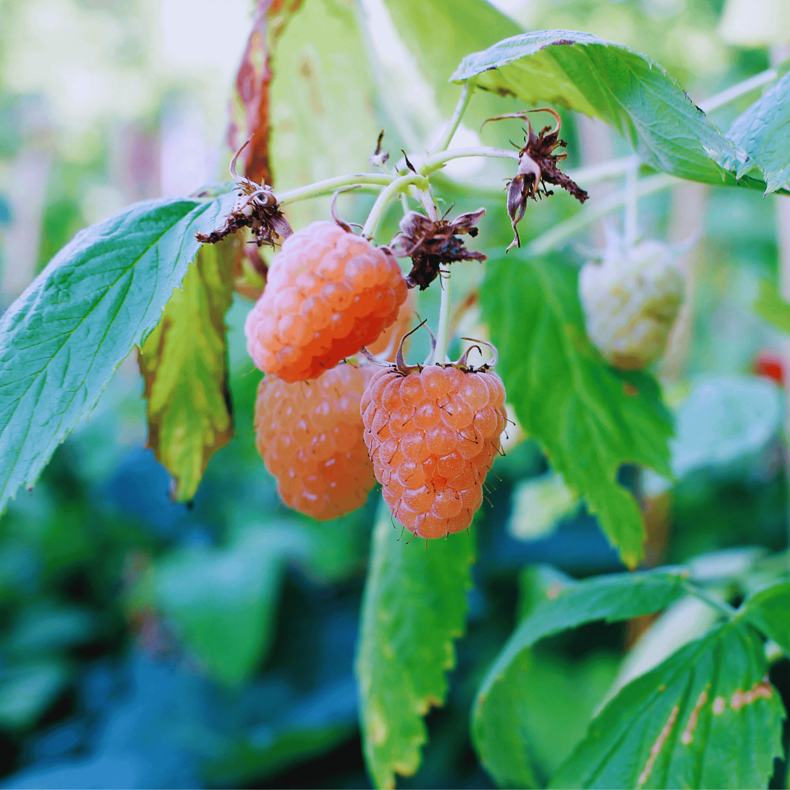 Hand Picked Nursery Double Gold Raspberry Canes – Bare Root, 1-Year-Old