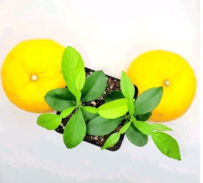 Pot of 2 Yuzu Trees, 3-5 Inches Tall.