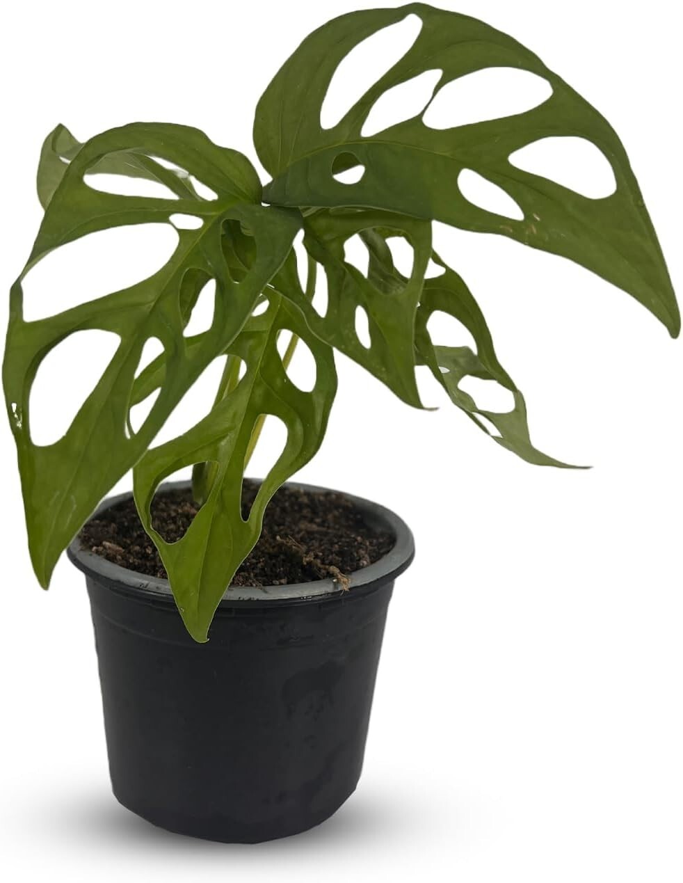 Monstera Tigre by LEAL PLANTS ECUADOR | Swiss Cheese Plant | Natural Décor Plant