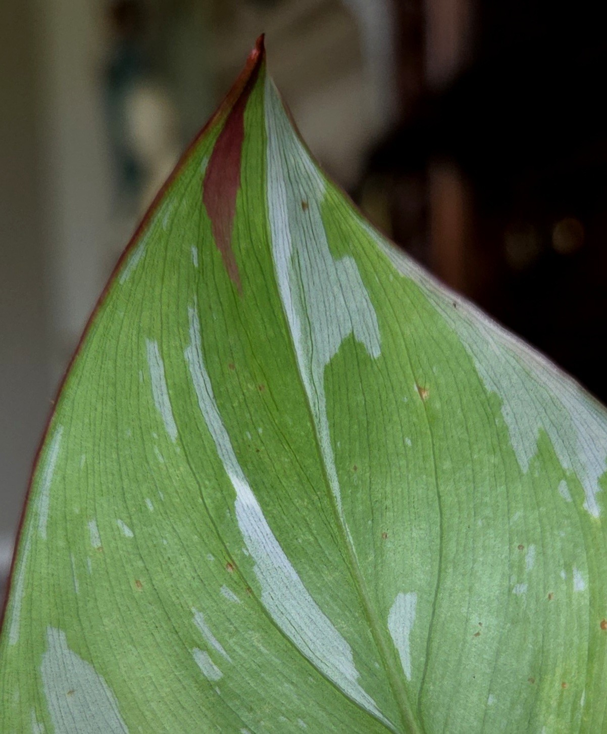 Rare Philodendron White Princess Tricolor 25″ Tall w/ Pups Not Aroid Anthurium