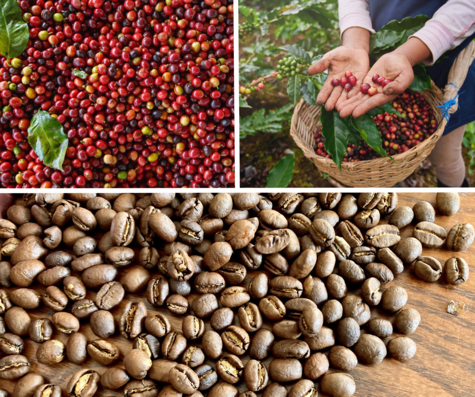 Tanzanian Kilamanjaro Peaberry Coffee Bean Tree Seeds (25) / Super Rare