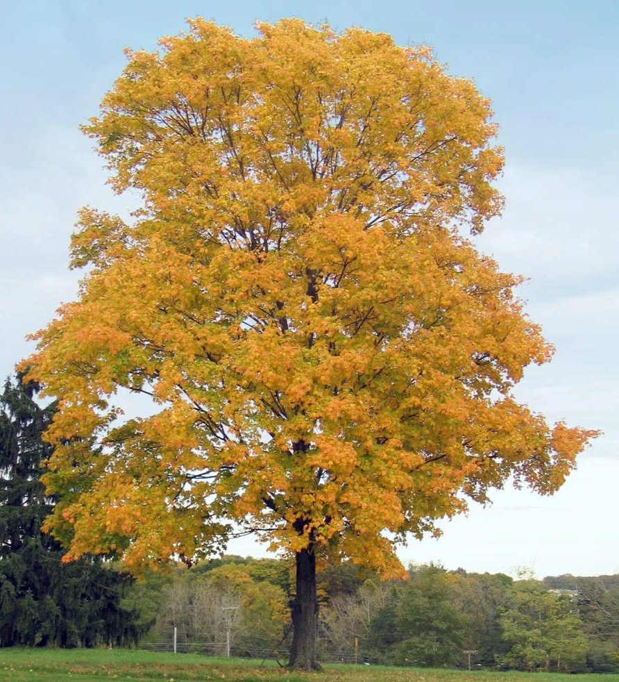 10+ Silverleaf Water Maple Seeds (Acer Saccharinum) | Fastest Growing Tree | USA