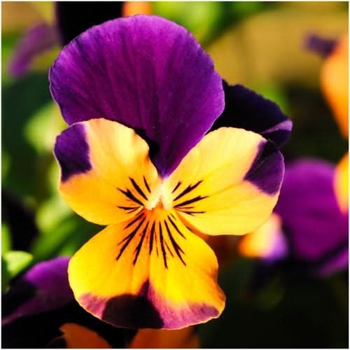 Johnny Jump Up Seeds For Planting, Helen Mount (Viola cornuta)