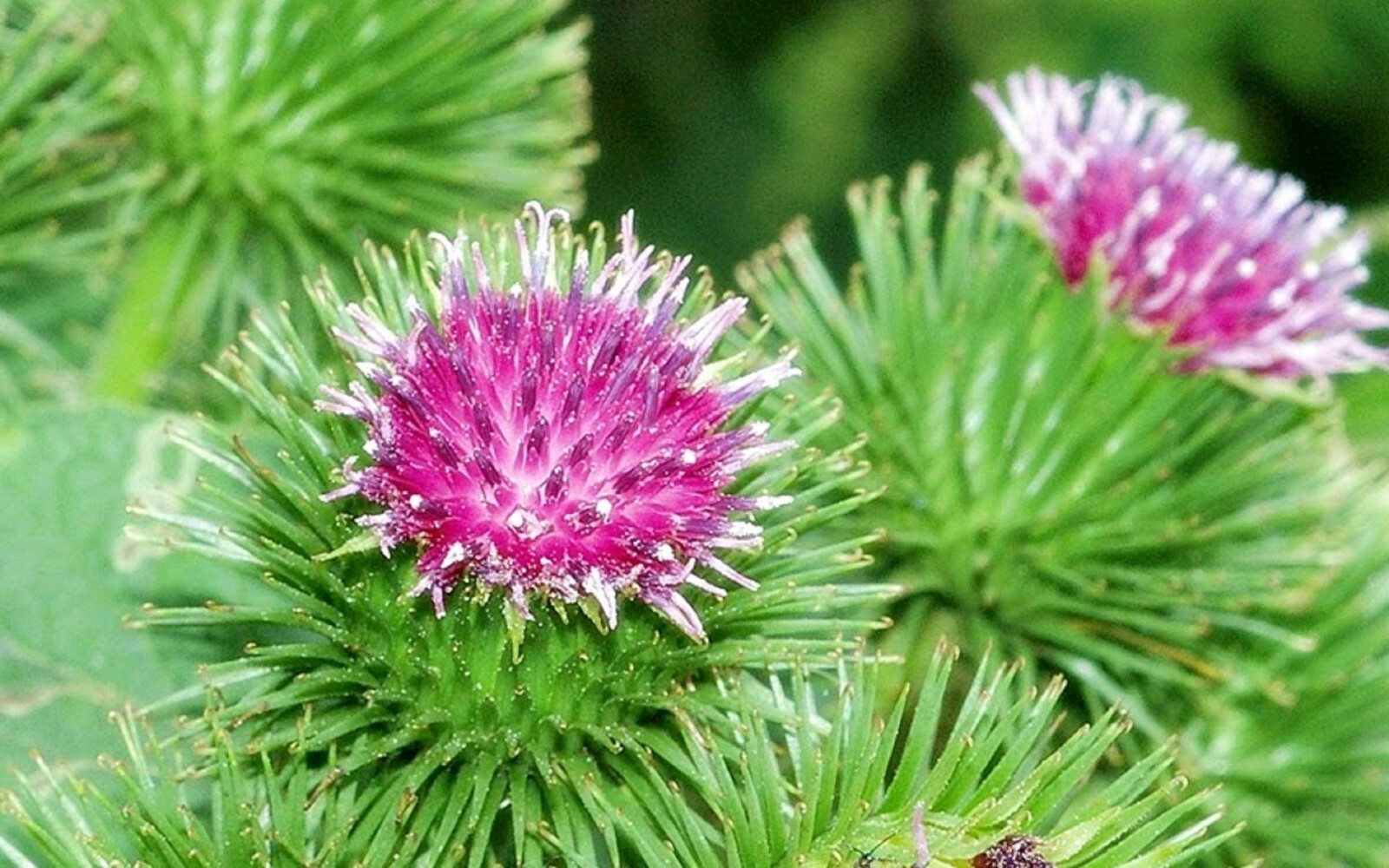 Burdock Seeds – Arctium lappa – Gobo Thorny Burr TCM Root Herb Planting Seeds