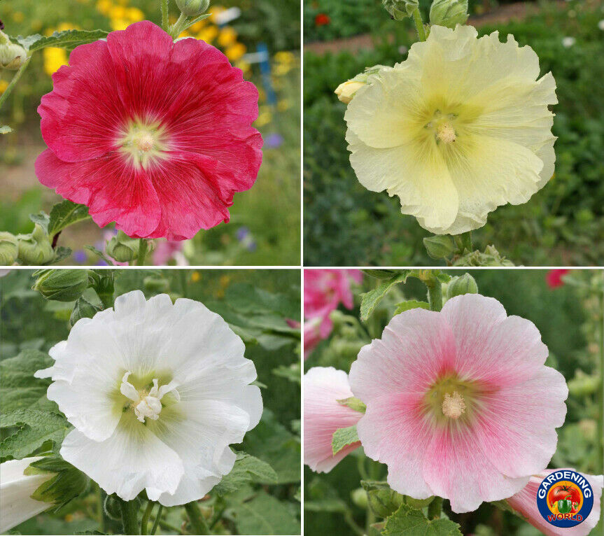 Hollyhock Flower Seeds Mixed Colors Alcea Rosea (100 to 1000 SEEDS)
