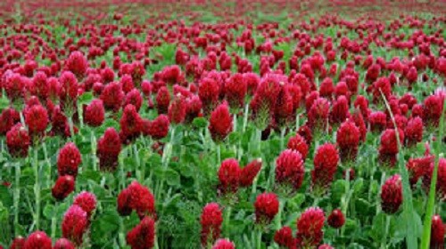 10lbs CRIMSON CLOVER Food Plot Seed For Deer Turkey Wildlife Coated Inoculated