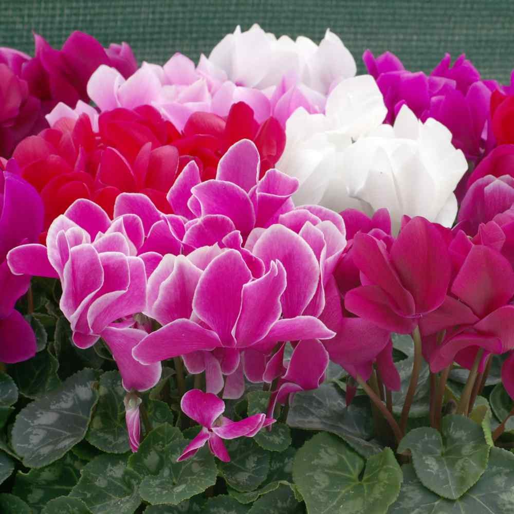 100 Seeds Cyclamen Seed – Giant Cyclamen Persicum Flower Seeds