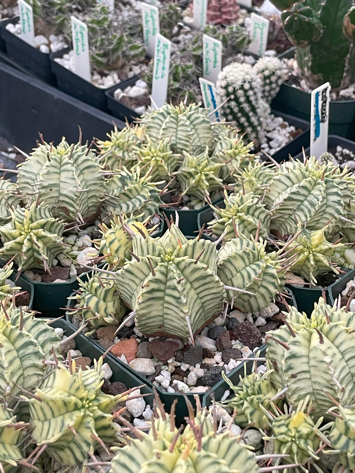 Euphorbia Meloformis Variegated Super Healthy In 3 Inch Pot