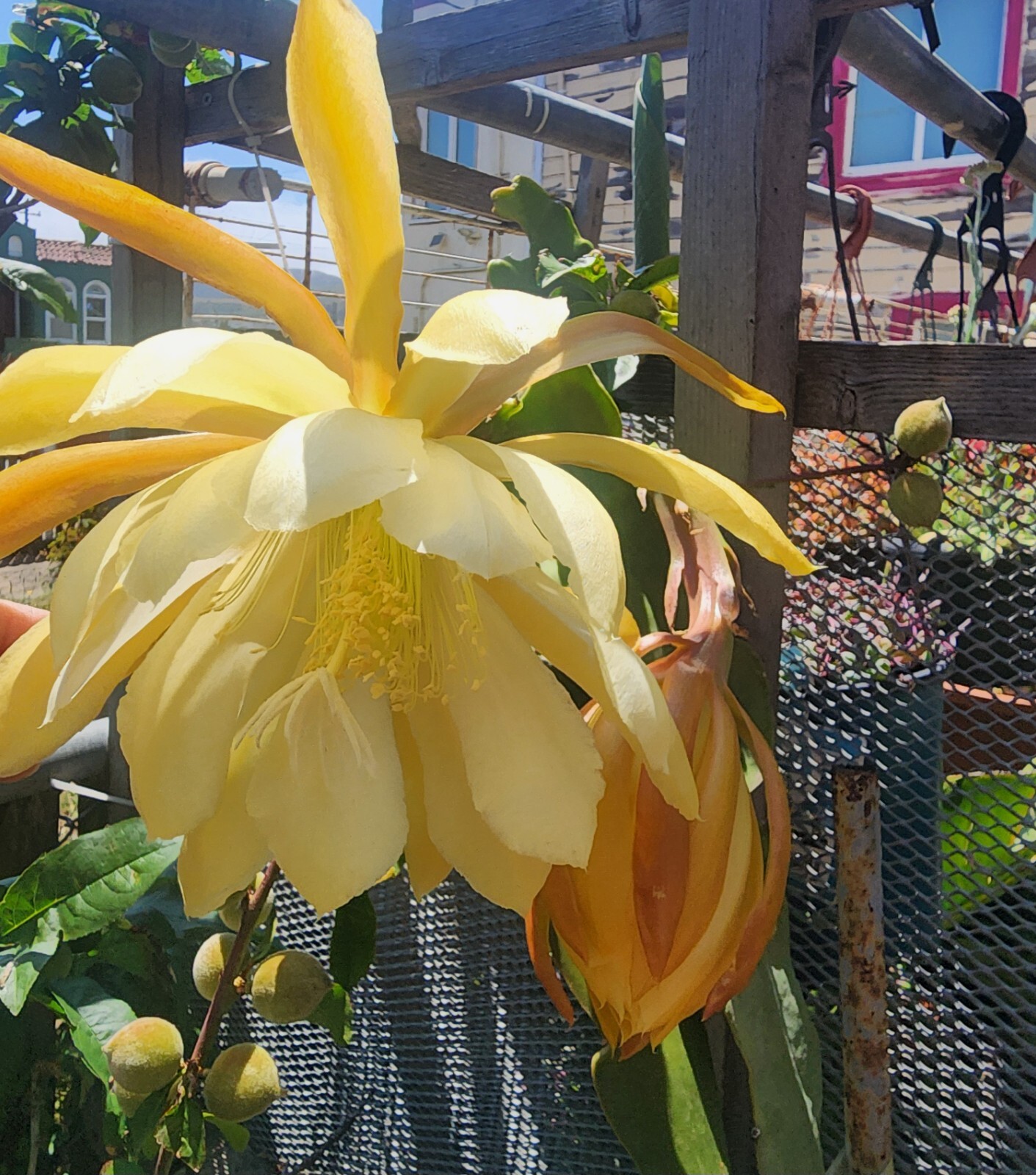 Epiphyllum Oxypetallum (Queen of the Night) Pink, red or yellow Color 6-15″