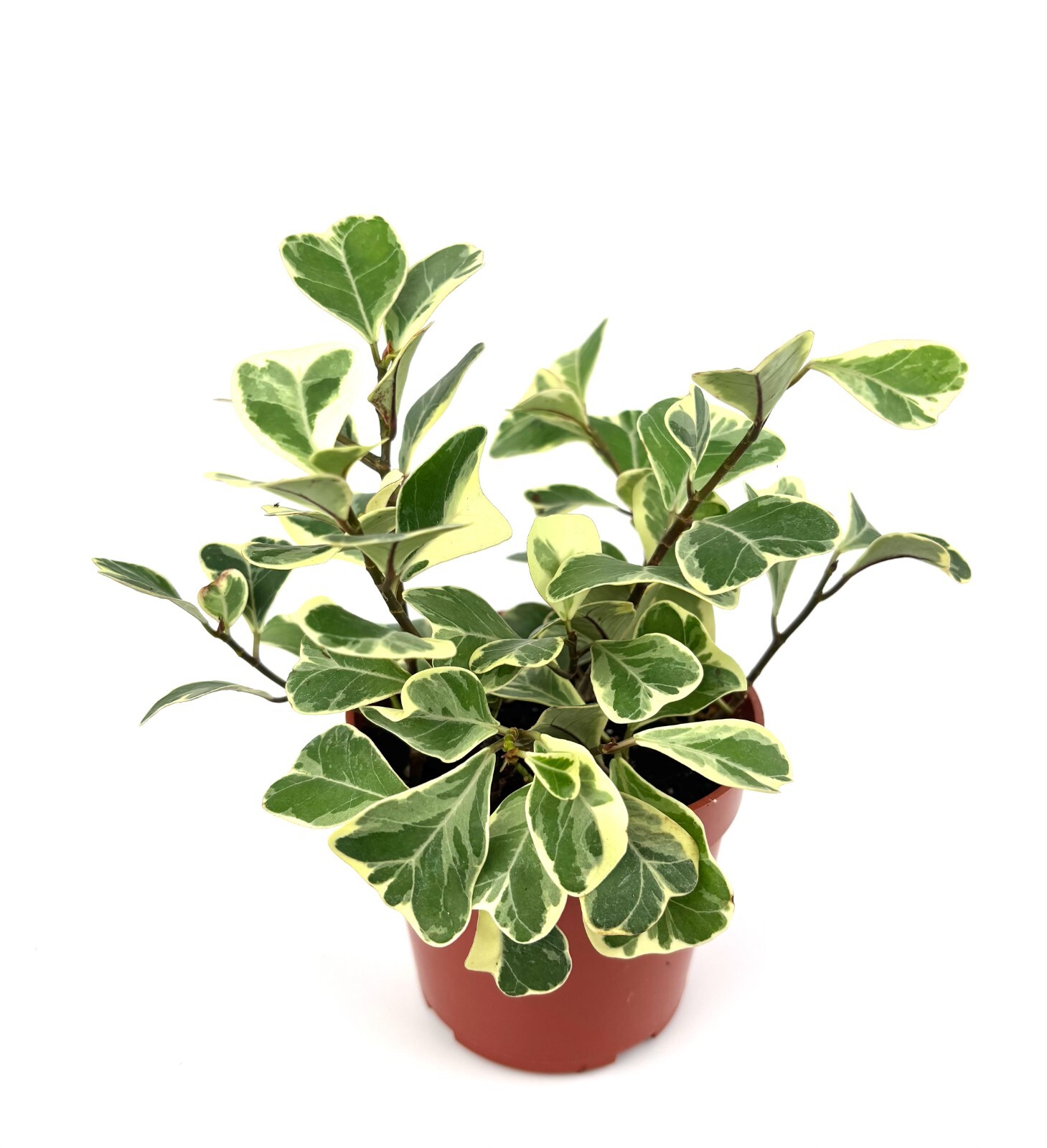 Ficus Triangularis Variegata Live Potted House Plants Air Purifying