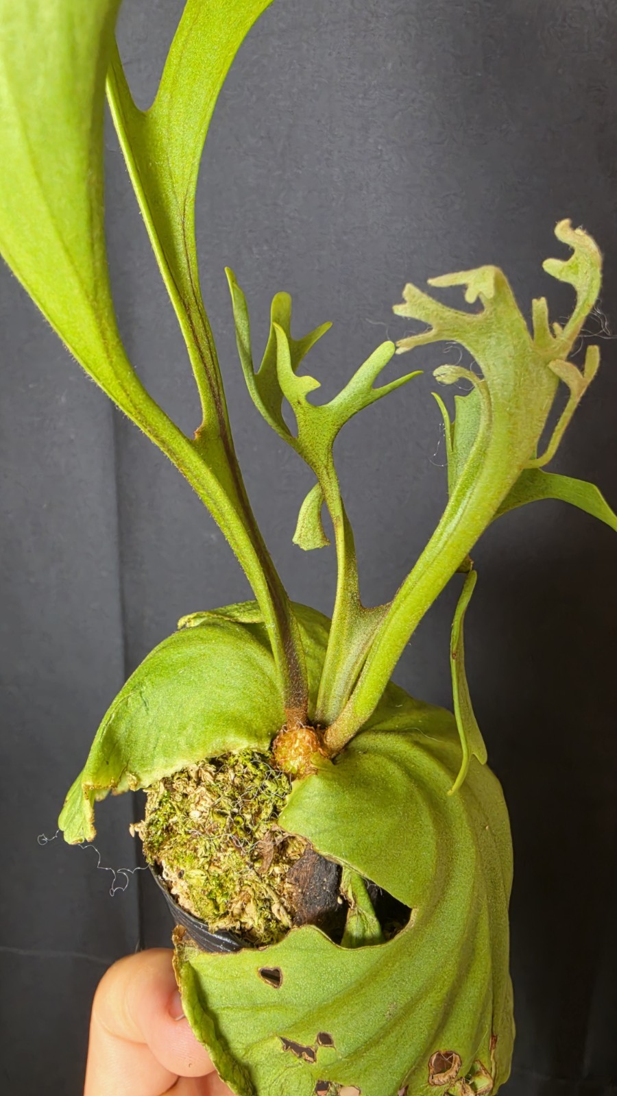 RARE Platycerium Ridleyi “Nano” USA SELLER