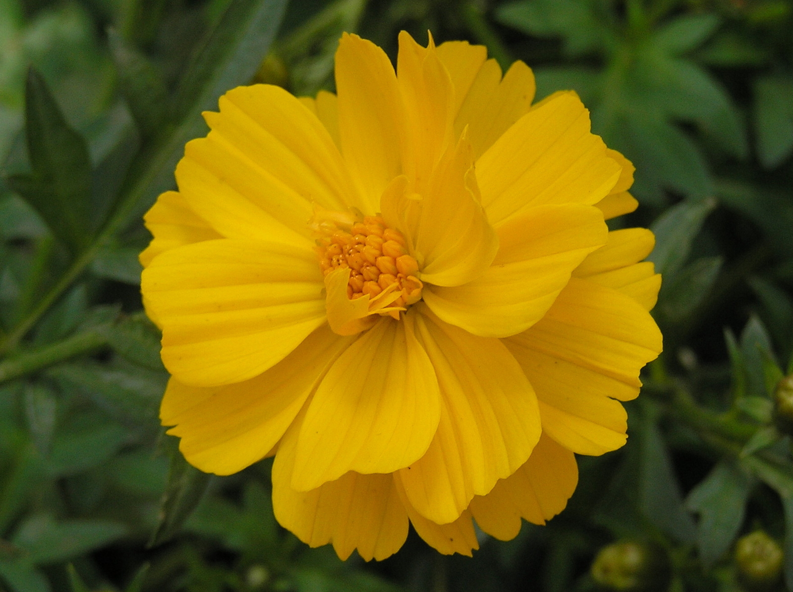 800 COSMOS SULPHUREUS Seeds (Yellow Sulphur Cosmos) | NON-GMO | Free shipping