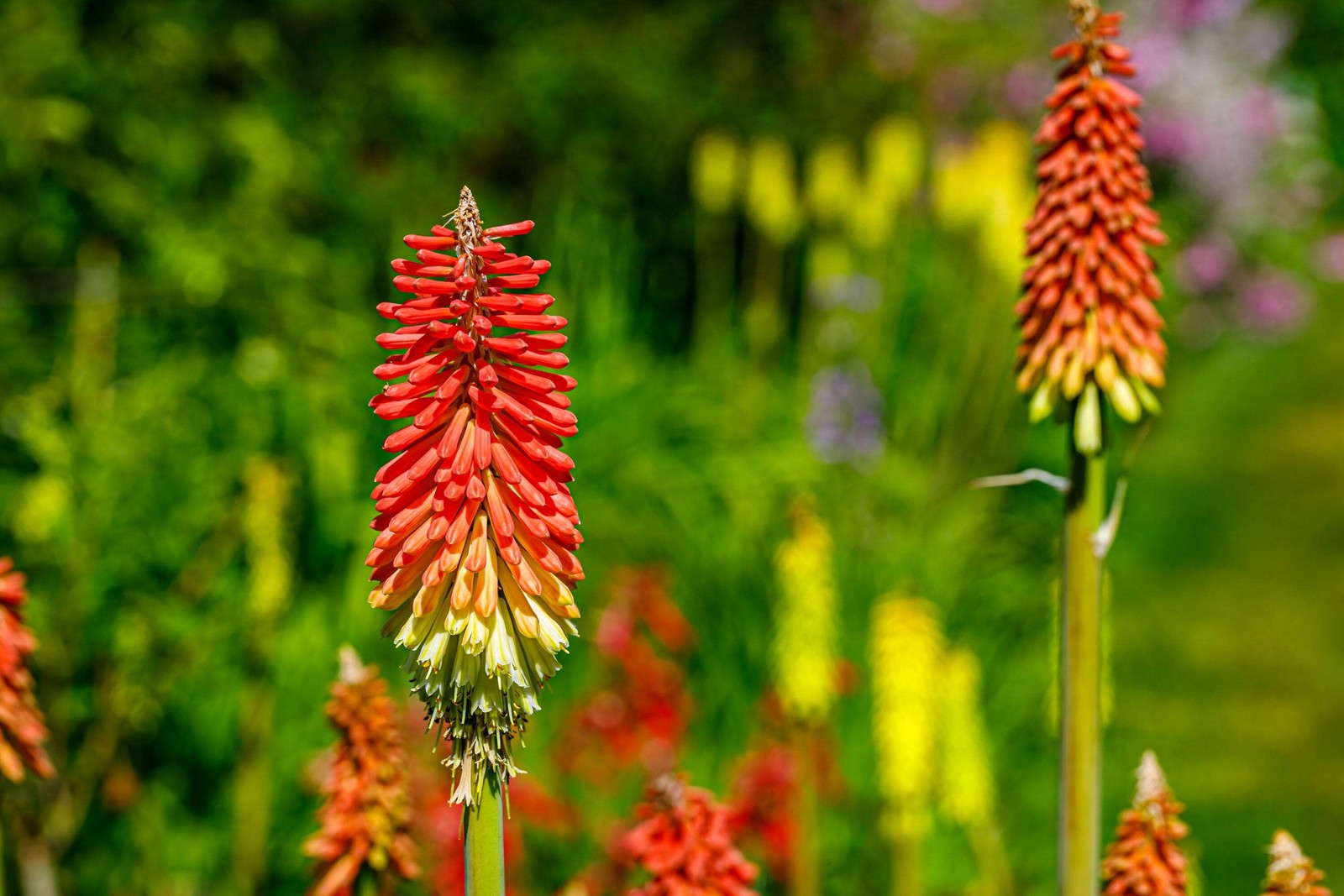 50 TORCH LILY Red Hot Poker / Tritoma / Kniphofia Uvaria Flower Seeds