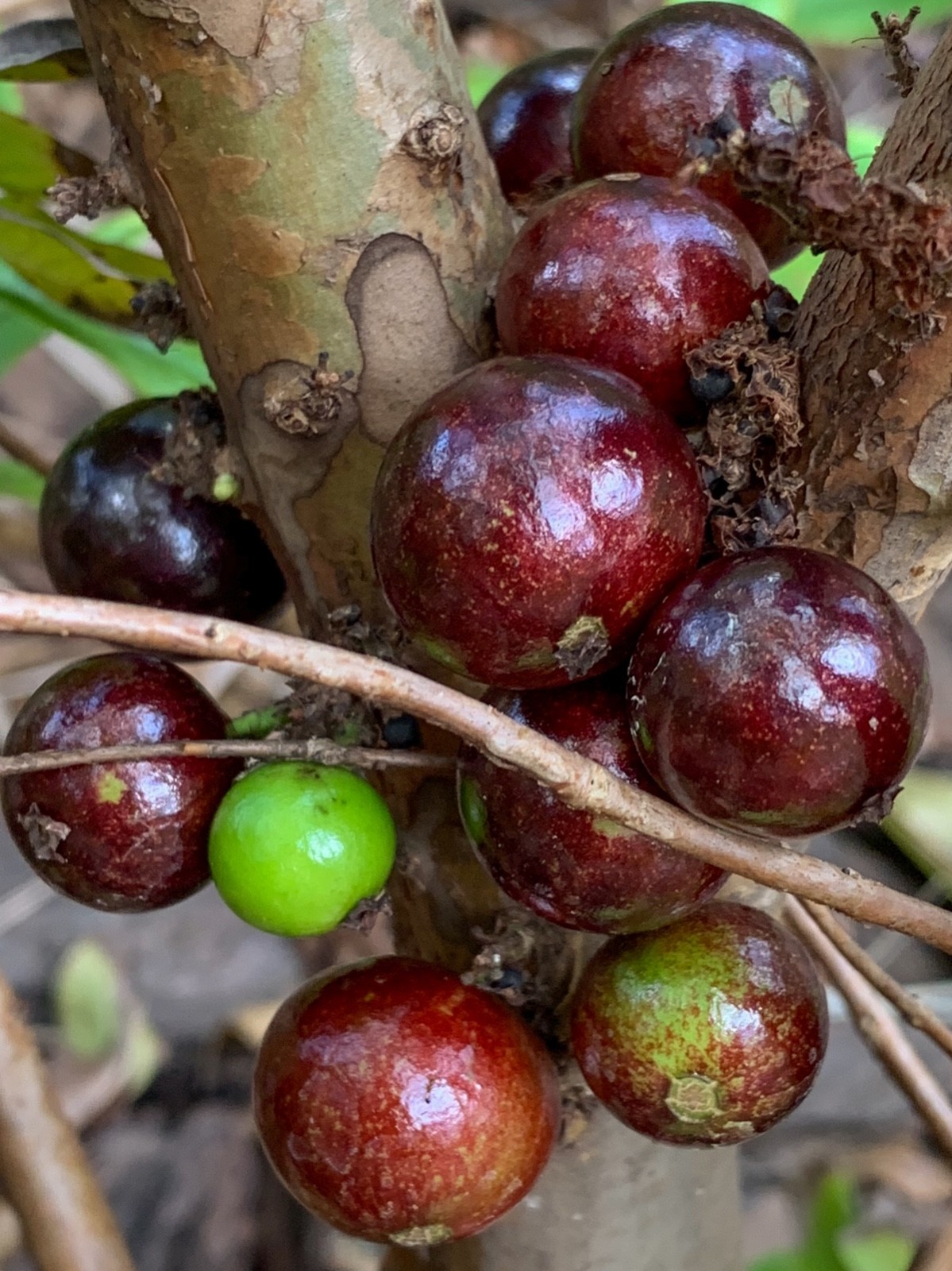 Red Hybrid Jaboticaba Myrciaria Plinia cauliflora x aureana Fruit Tree Plant