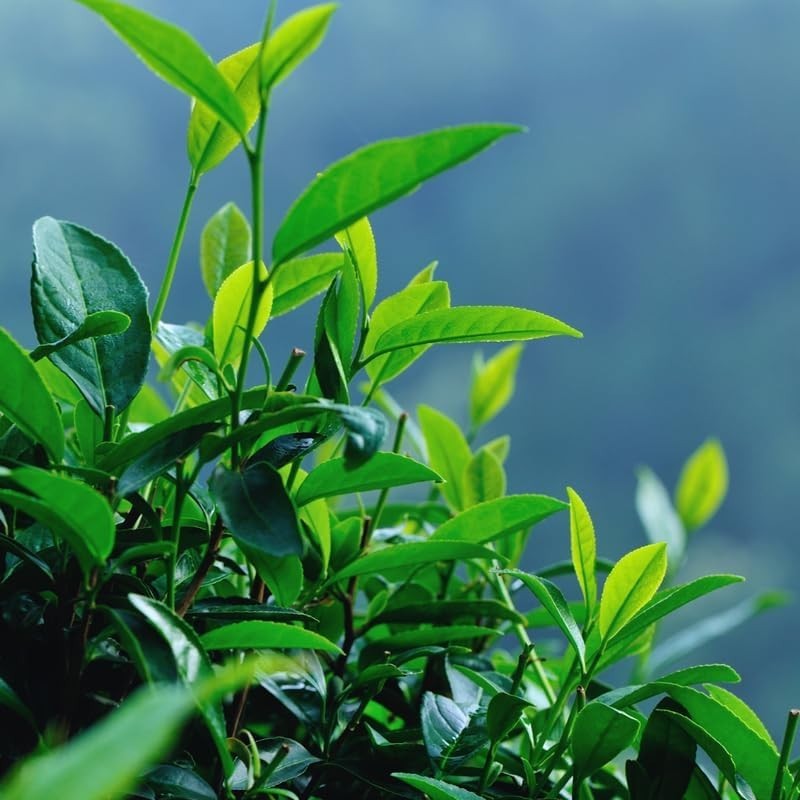 Green Tea Plant – Camellia sinensis 4 to 6 inch Tall- Starter Plant