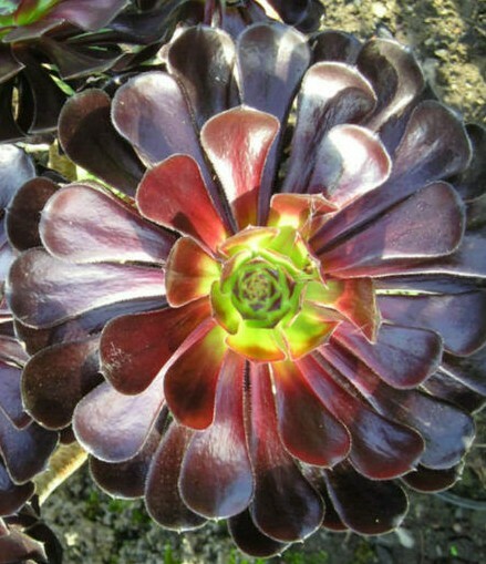 BLACK ROSE Deep Dark Purple Aeonium Arboreum Zwartkopf Succulent 1 cutting