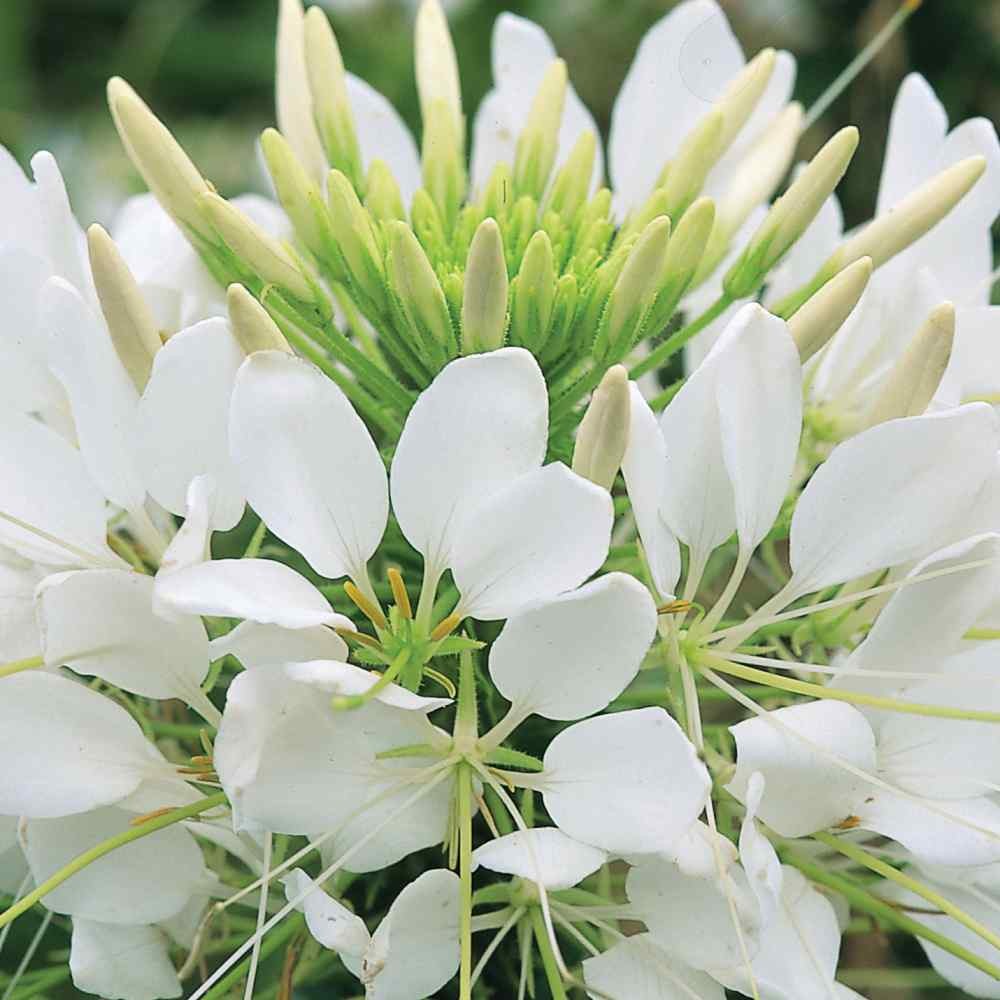 1000 Seeds White Cleome Spider Flower Seed For Xeriscape Gardens