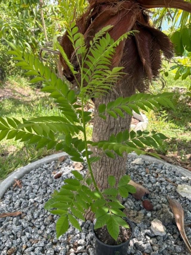 4 MO’s RED HOG PLUM LIVE CLONED ROOTED (SPONDIAS PURPUREA) RED MOMBIN/CIRUELA