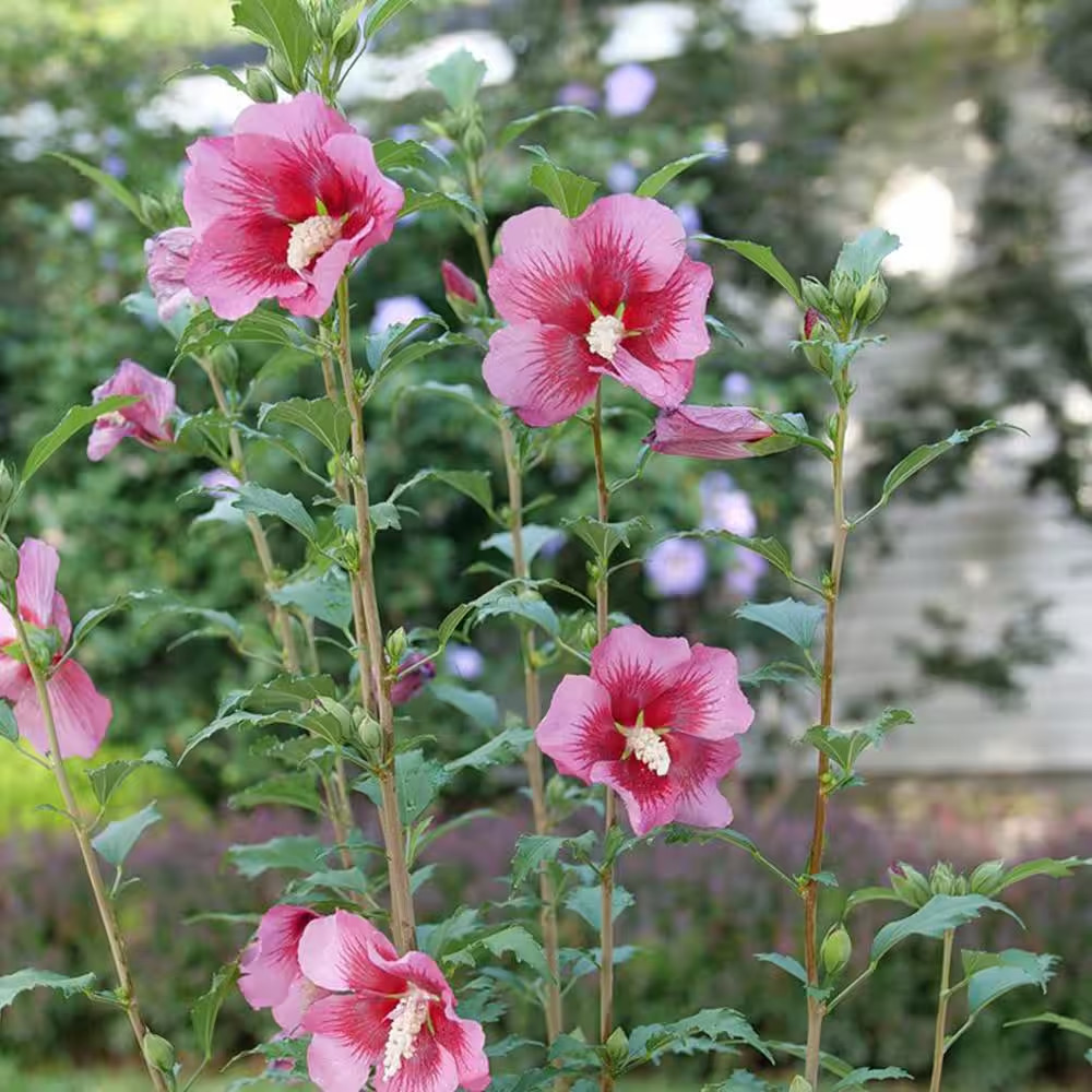2 Gal. Red Pillar Rose of Sharon (Hibiscus) Shrub with Dark Pink Flowers with Re