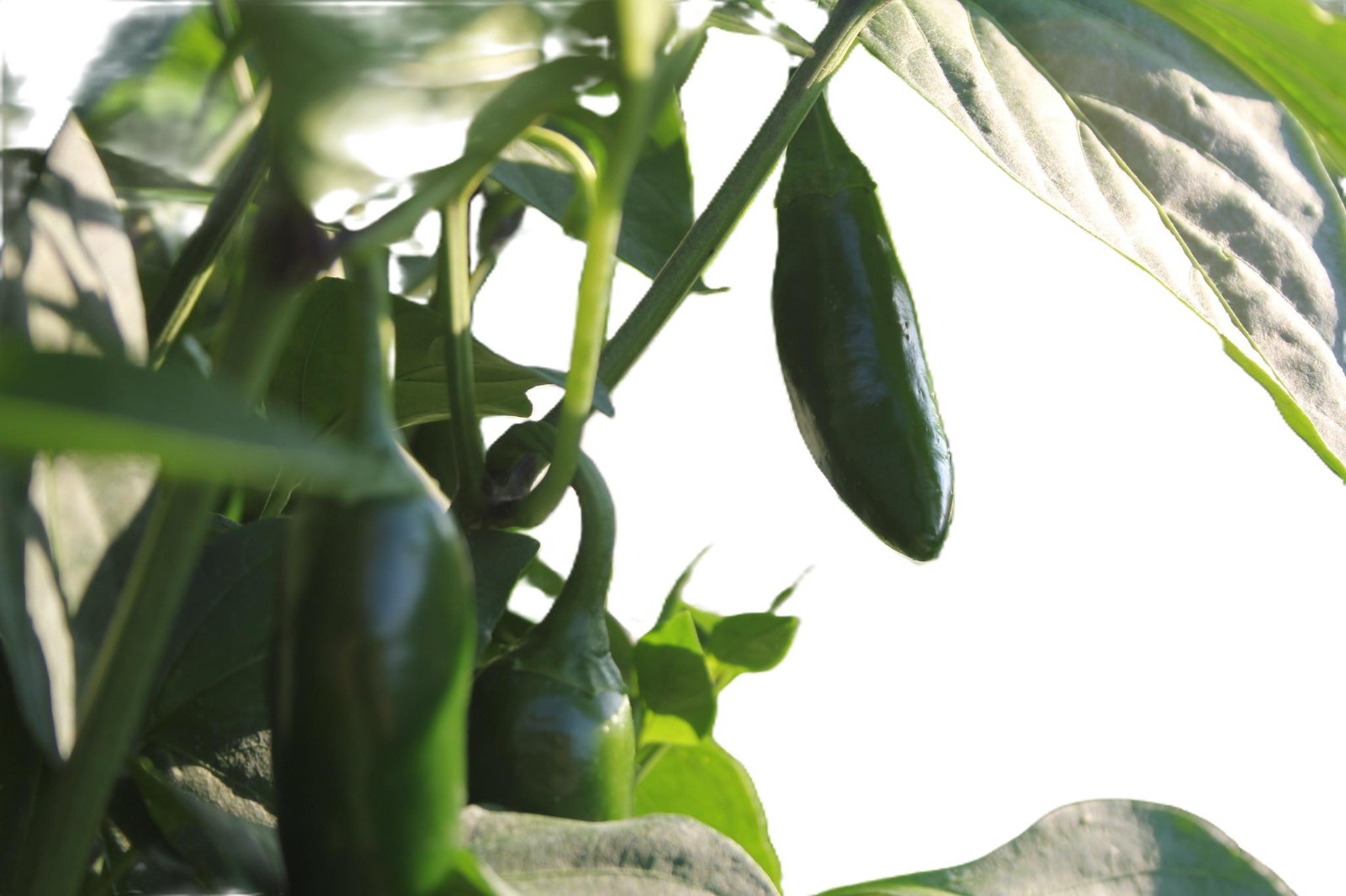 Jalafuego Jalapeno Pepper Seeds (20) New and Selling Fast. Free Shipping!