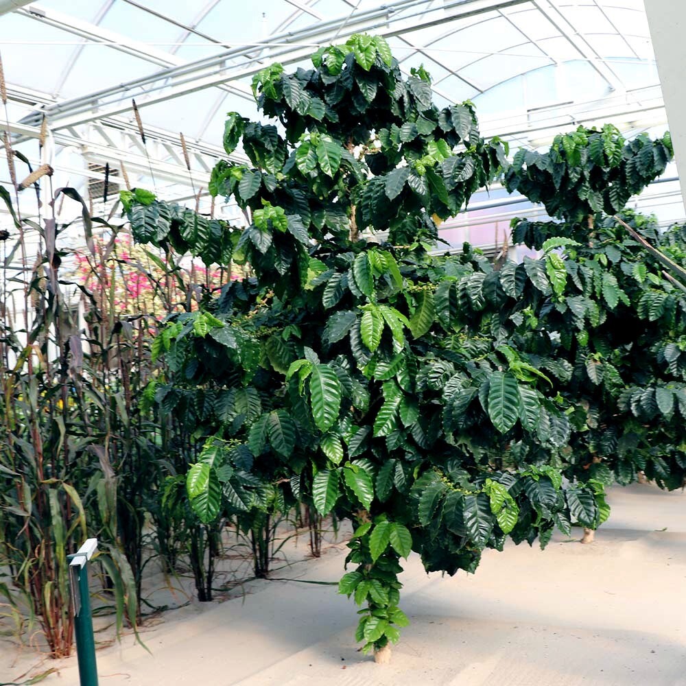 10 Coffea arabica Seeds Tropical EXOTIC Coffee Bean Indoor House Plant Tree RARE