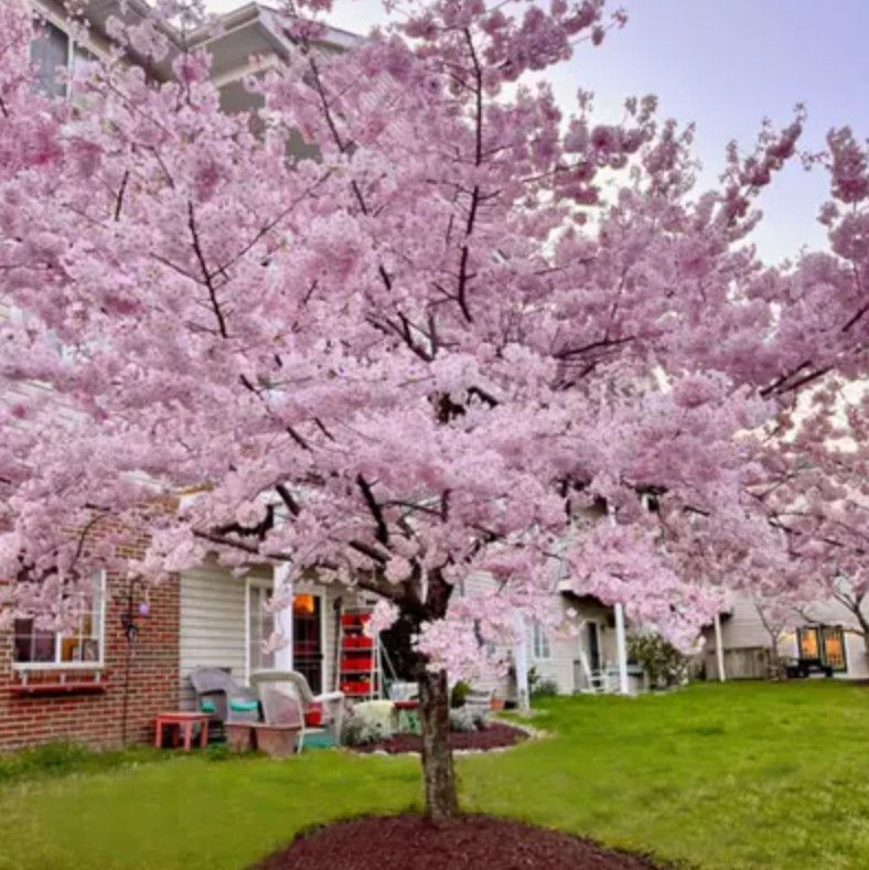 Yoshino Flowering Cherry Tree – Live Plant – 8-12″ Seedling in 2.5″ Pot