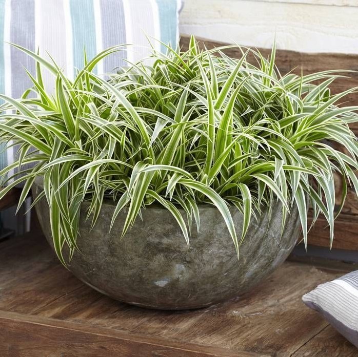 Variegated Spider Live Plant – 4-7″ Tall – Chlorophytum Air Purifier Houseplant