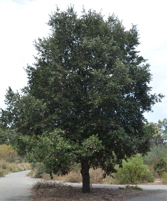 20 Fresh Acorns, Canyon Live Oak Tree (2025 Acorns)