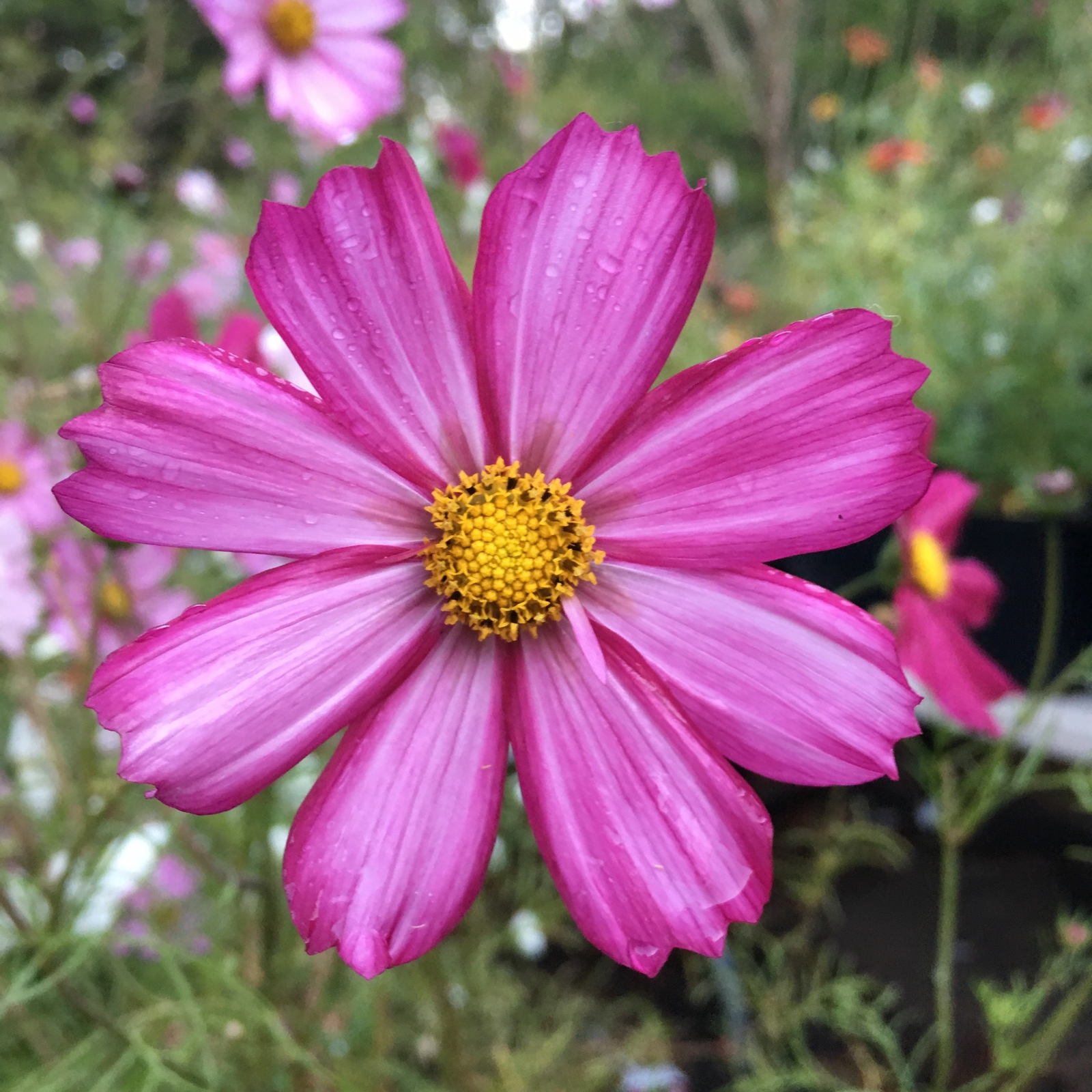 800 COSMOS BIPINNATUS Seeds (Picotee Purple Cosmos) | NON-GMO | Free shipping