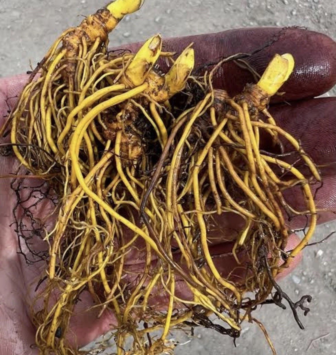 Goldenseal 25 Bare Root for Transplant M-XL Size ~ Woodland Gardens ~ Live Roots