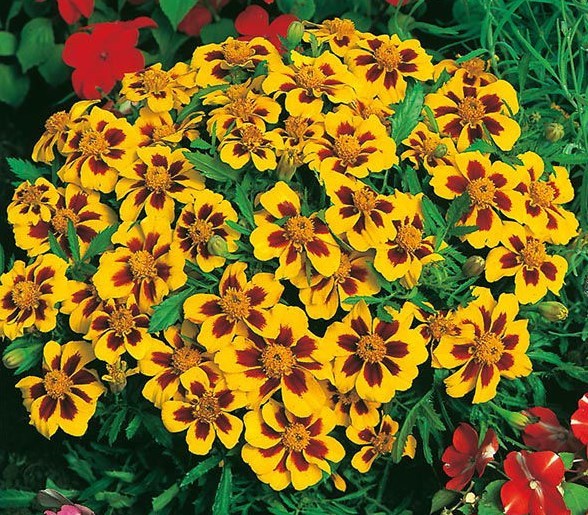 301+Naughty Marietta DWARF FRENCH MARIGOLD Flower Seeds Garden Patio Container