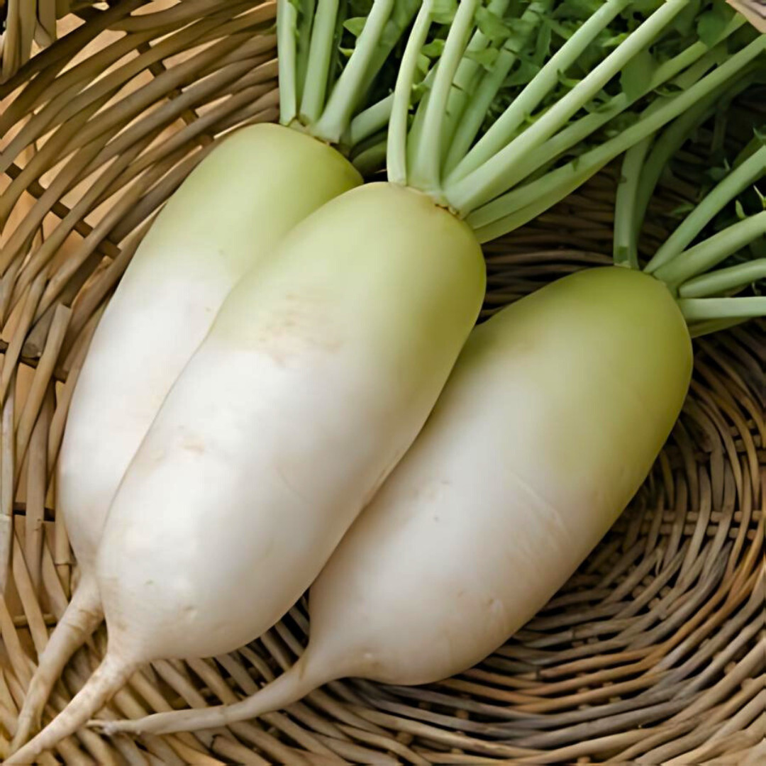 Fresh Korean Radish Seeds | Cheong Du | Heirloom | Non-GMO | Asian Vegetables