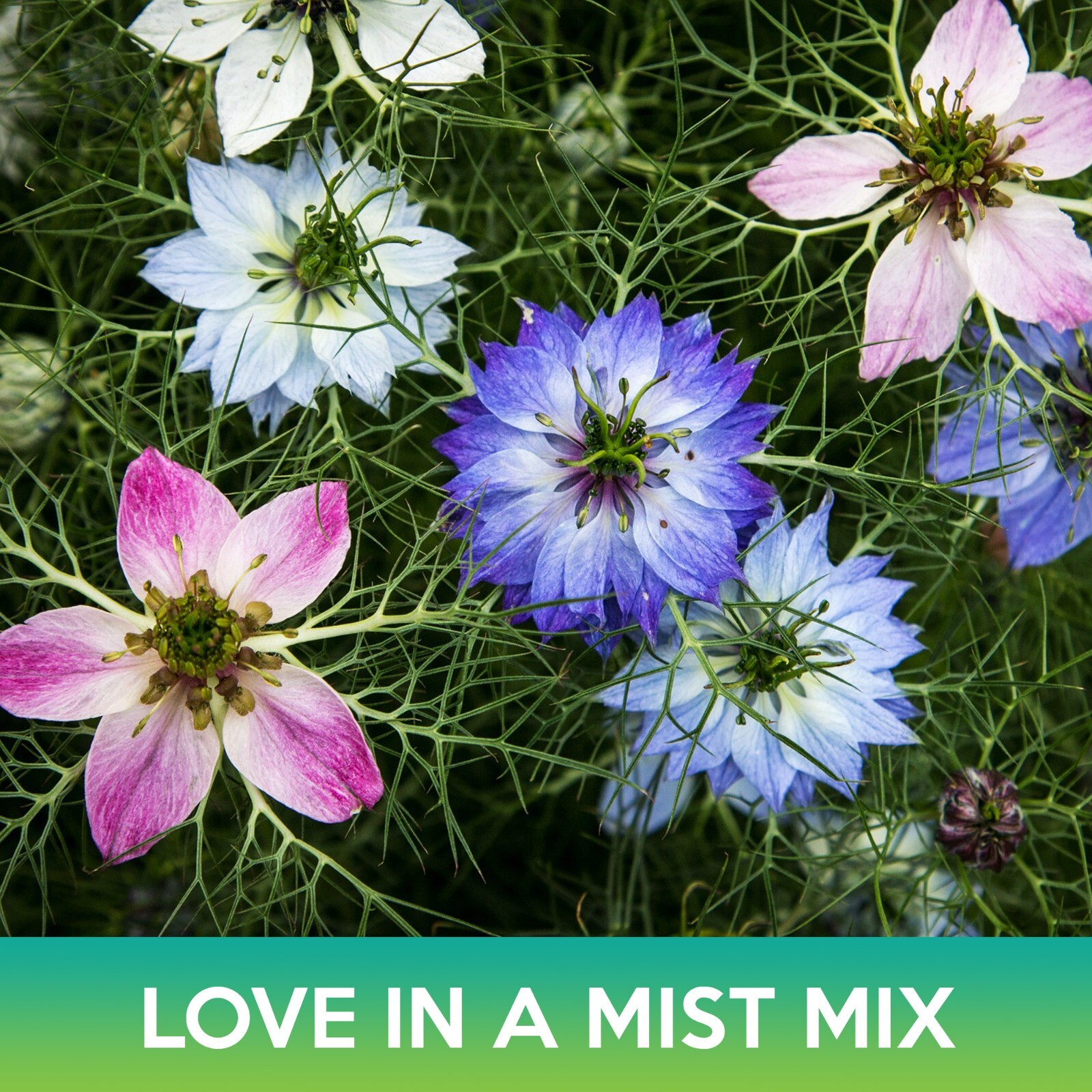 Love-In-A-Mist Flower Mix Seeds, Nigella damascena