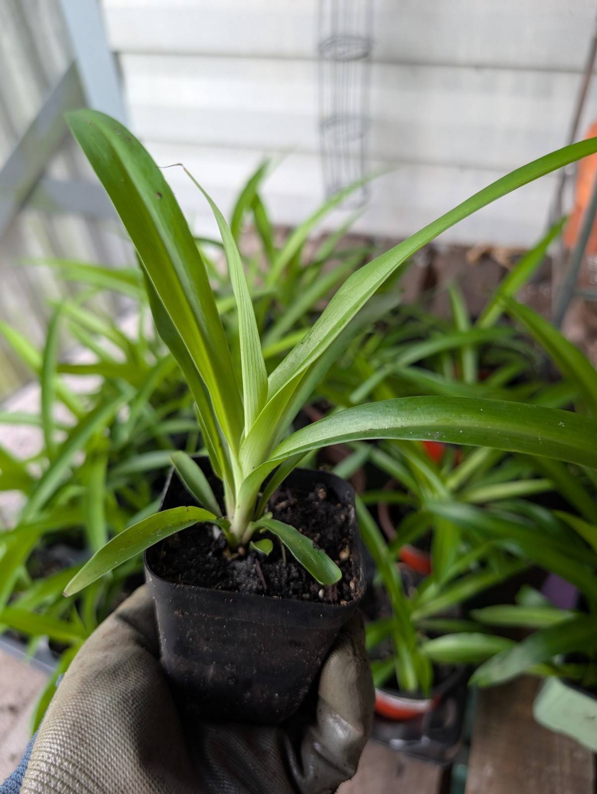 5 Rooted Shamrock Spider Plants Chlorophytum comosum Solid Green Live