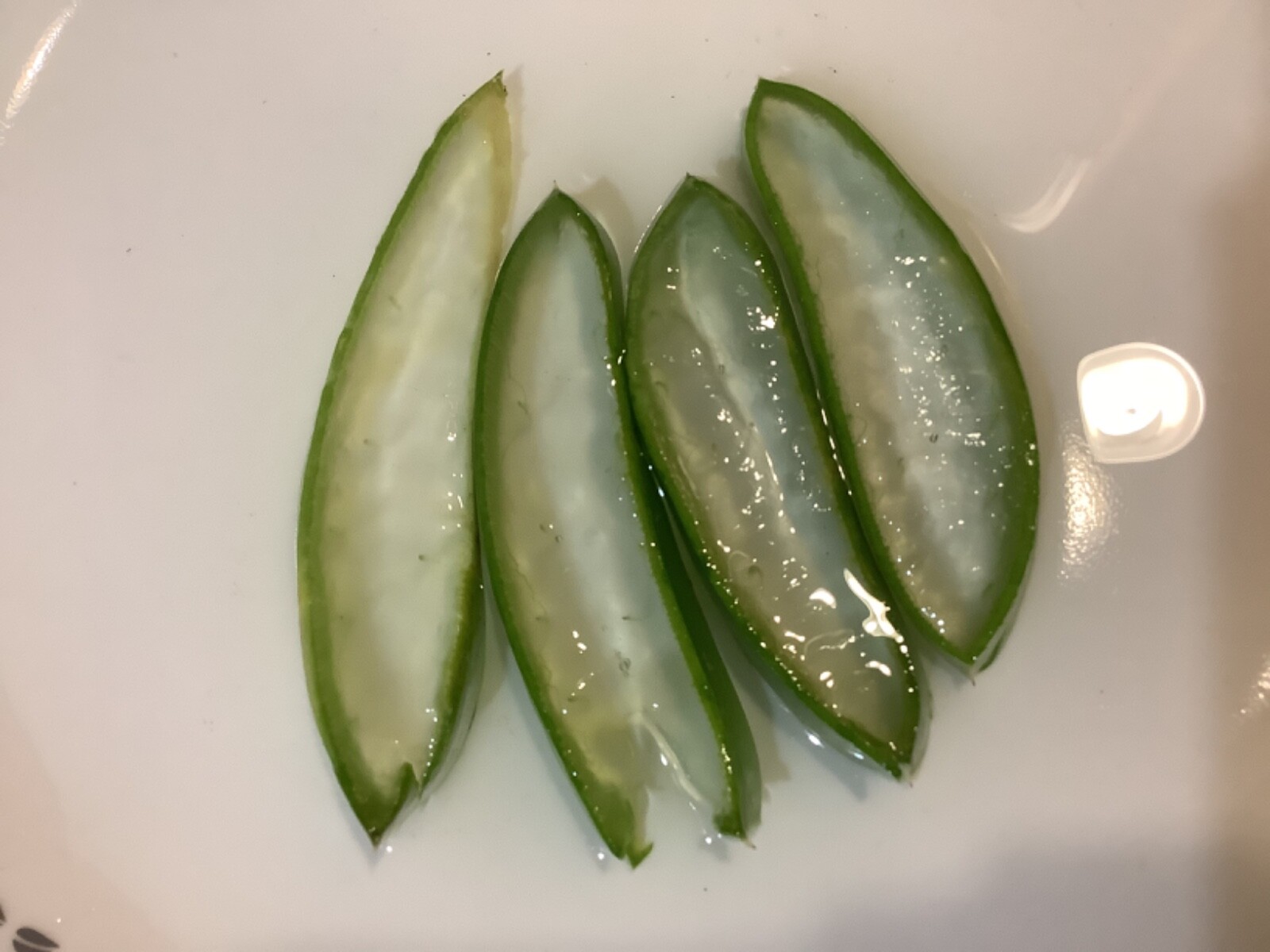 Aloe Vera Leaf 4 Ounces Cutting Medicinal