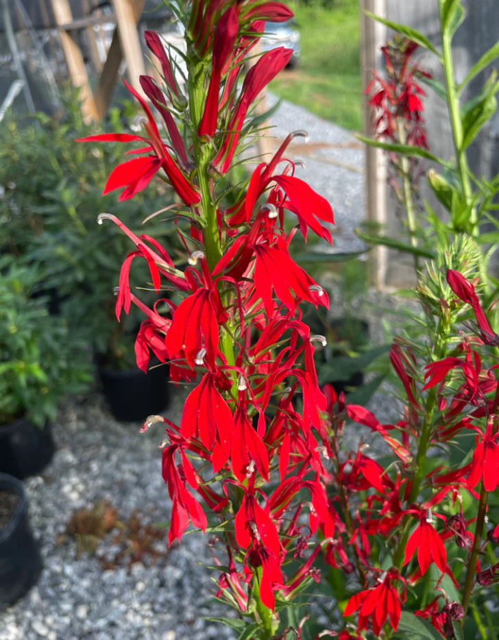 Set 5 Red Cardinal Flower Bare Roots – Perennial Native Plant for Garden