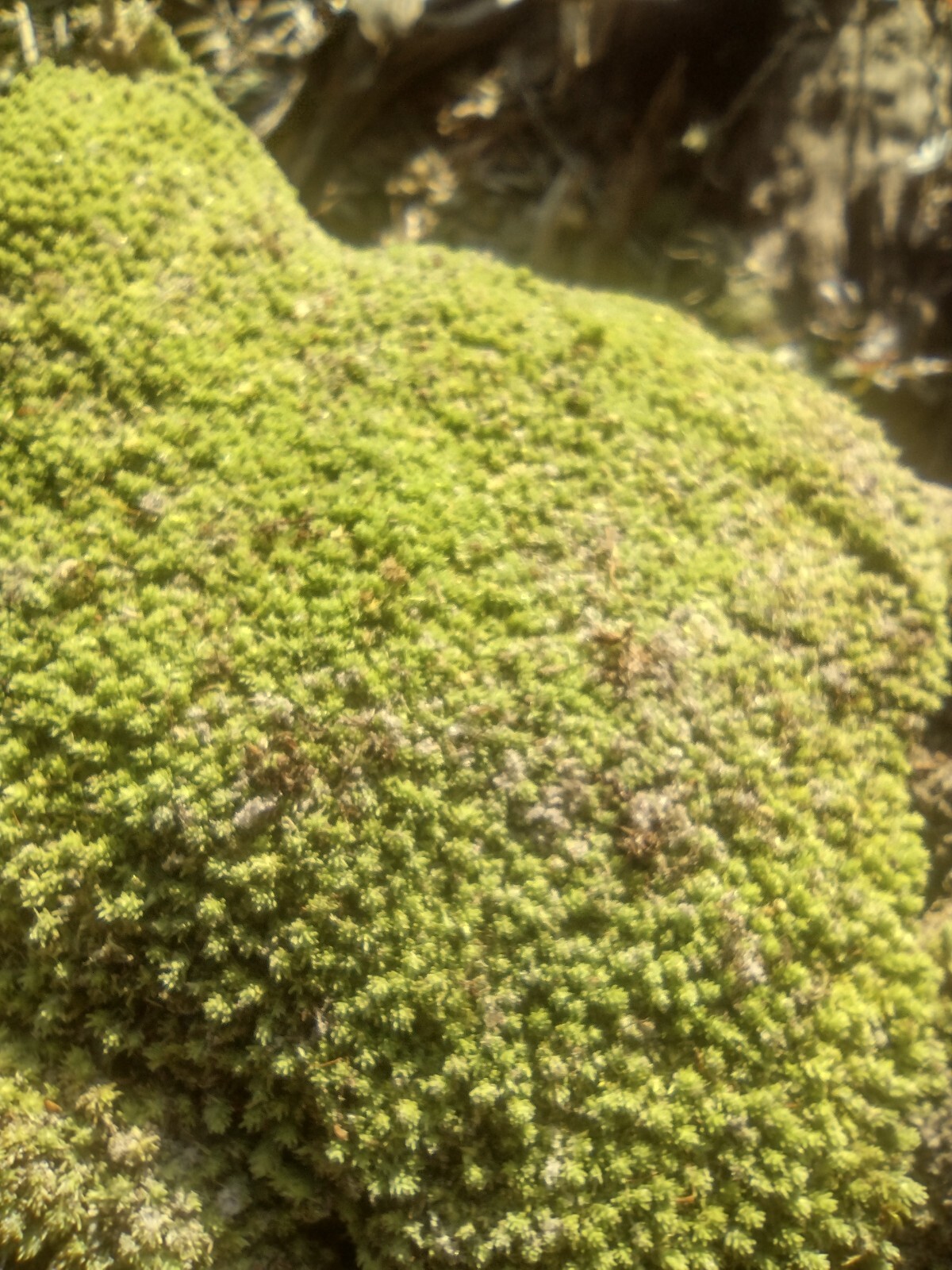 LIVE Florida tropical pillow moss! Bulk moss 10 square feet