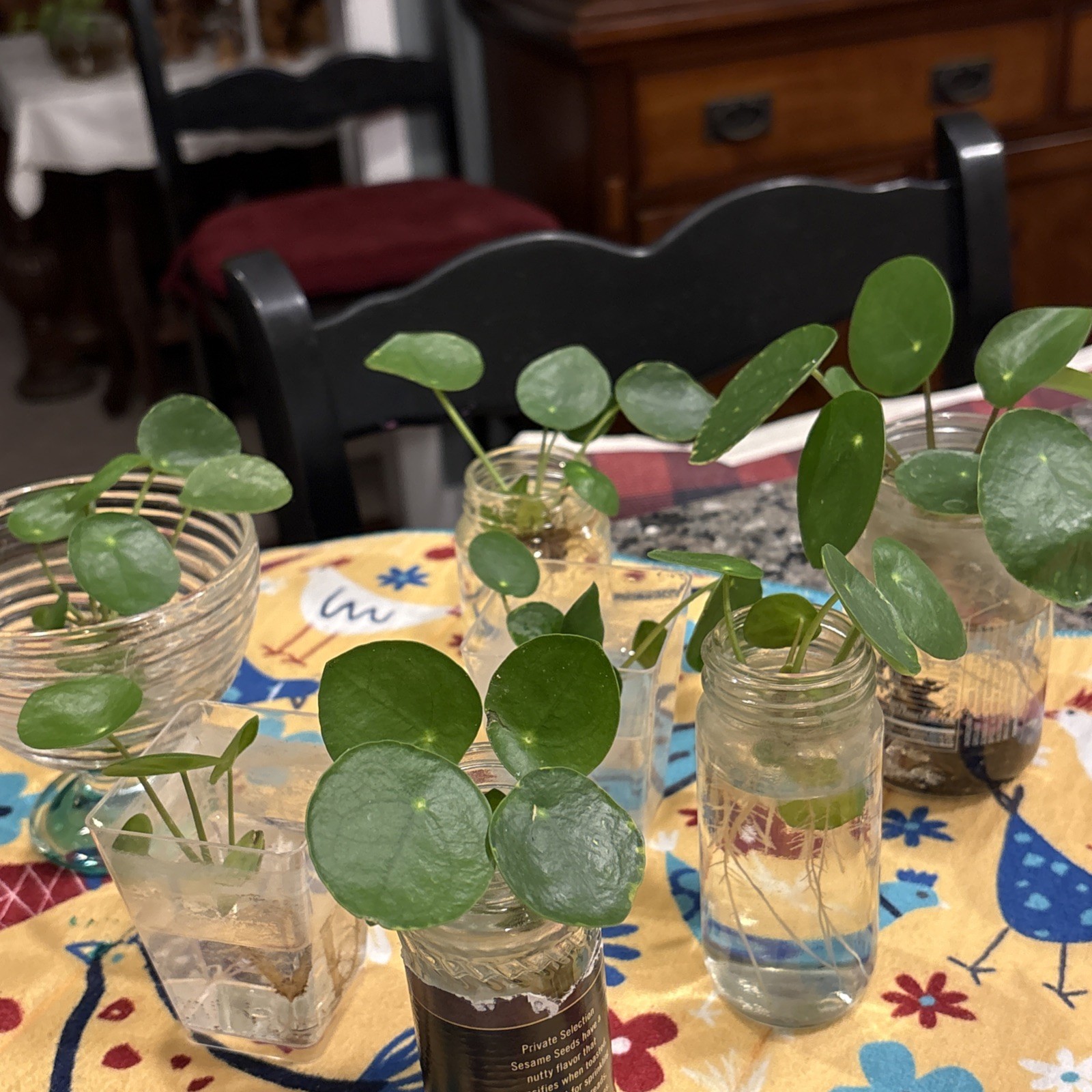 Feng Shui Money $ Plant Provides Positive Energy & Financial Symbolism EASY GROW