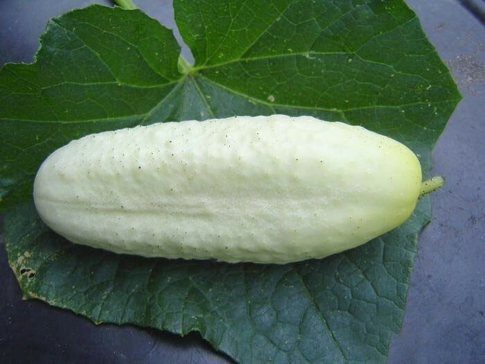 Cucumis sativus | White Wonder | Garden Cucumber | 10_Seeds