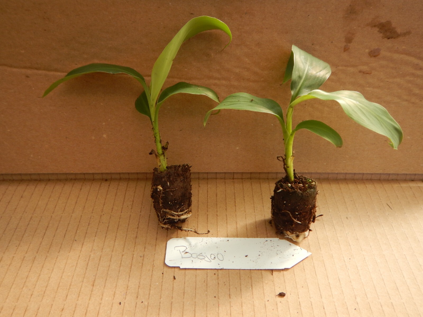 ~BASJOO Banana Tree~~Cold Hardy Musa Live Banana Tree-SMALL ROOTED STARTER PLANT