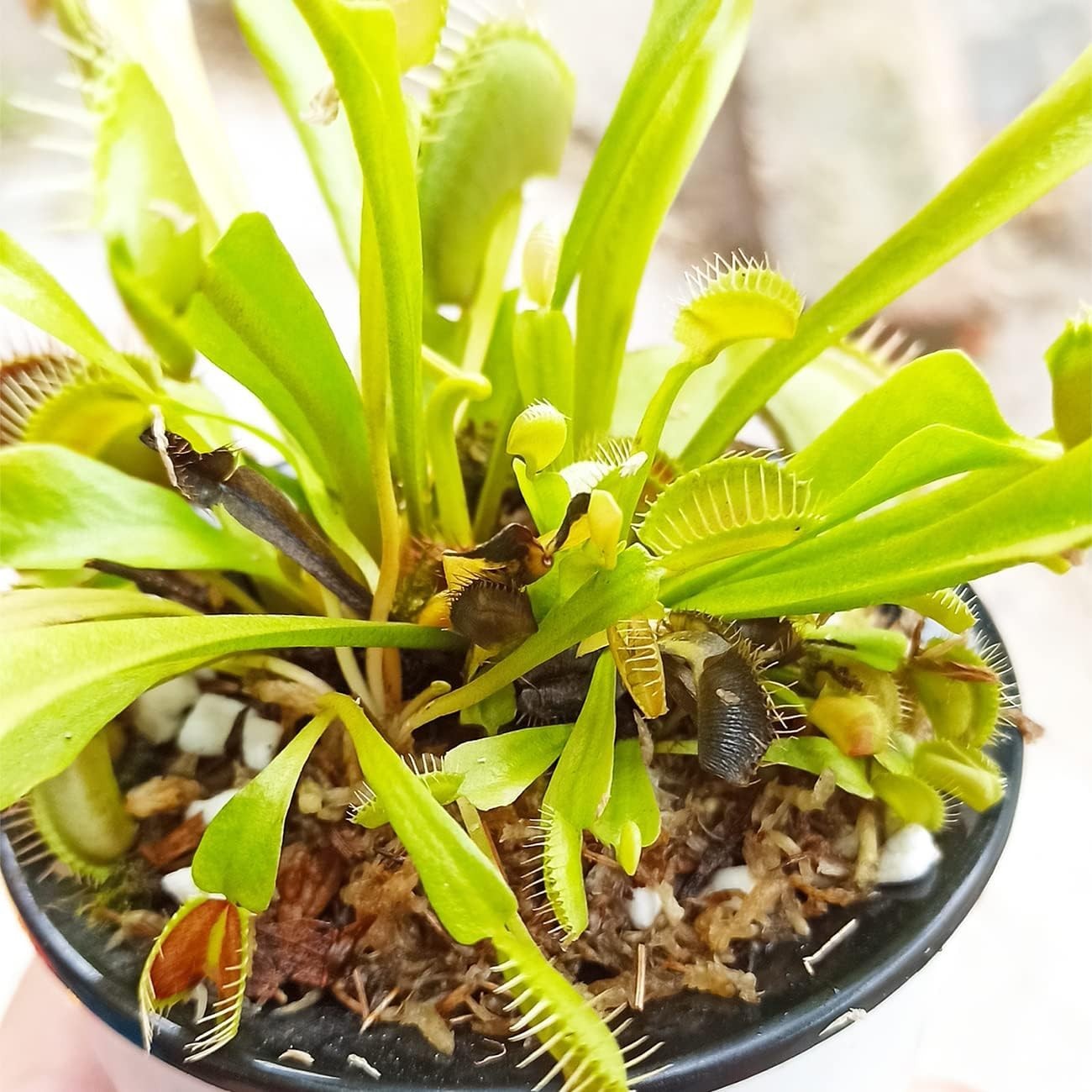 Handpicked Soil Mix for Carnivorous Plants – 8 Quarts of Quality Assurance
