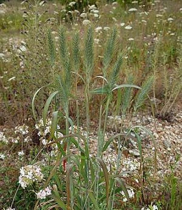 Ornamental Grass Seed – Elymus Virginicus Seeds