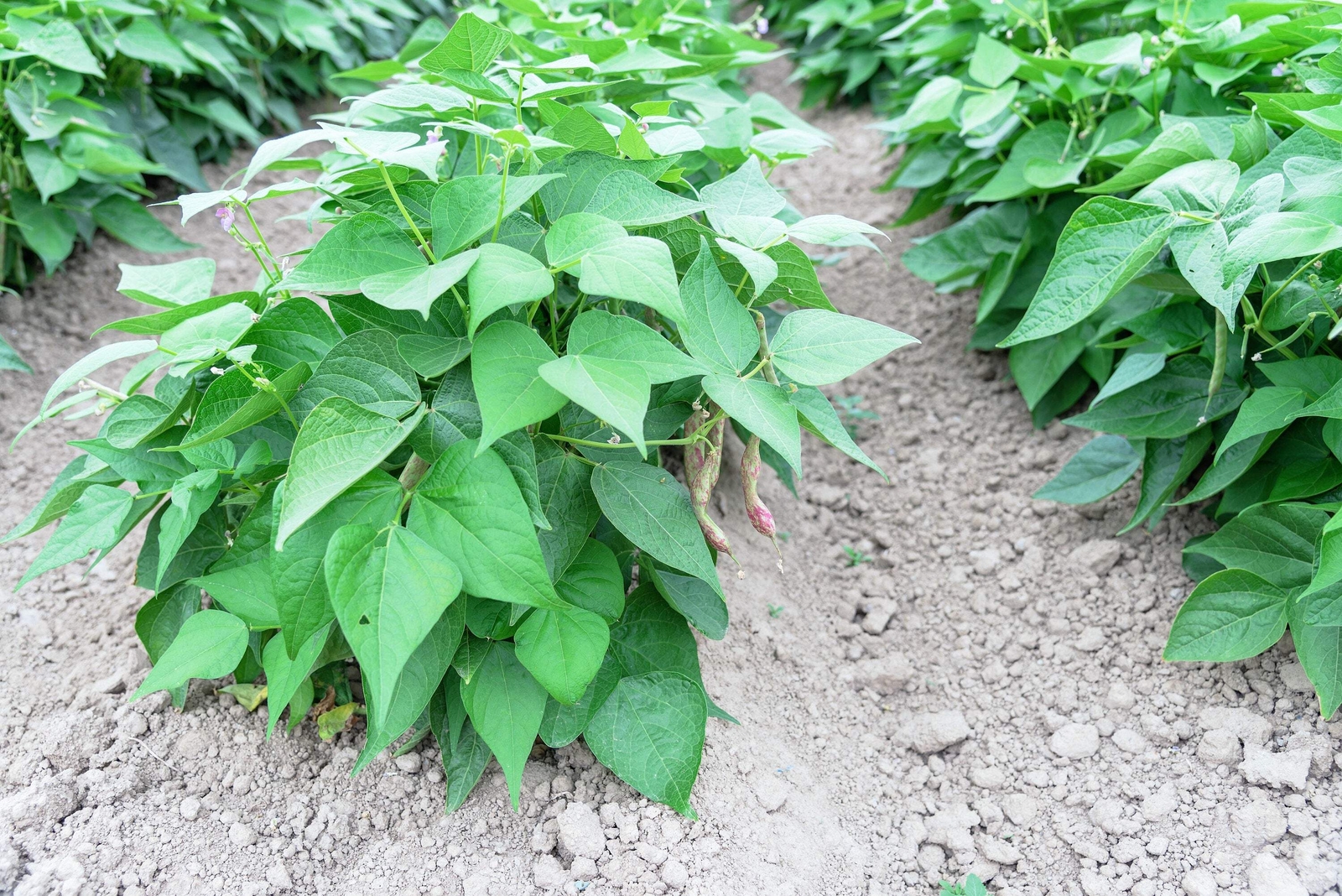 50 DRAGON TONGUE Wax BEAN Yellow Purple Phaseolus Vulgaris Vegetable Seeds