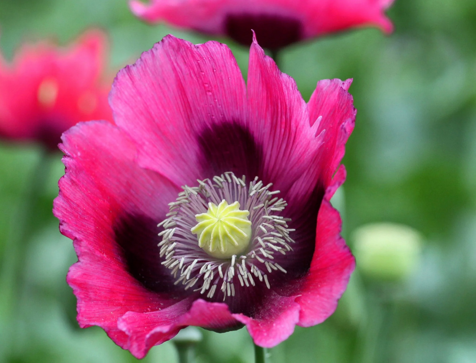 1,500 P. Somniferum Giant Poppy Seeds – Huge Pink to Purple Blooms – Heirloom