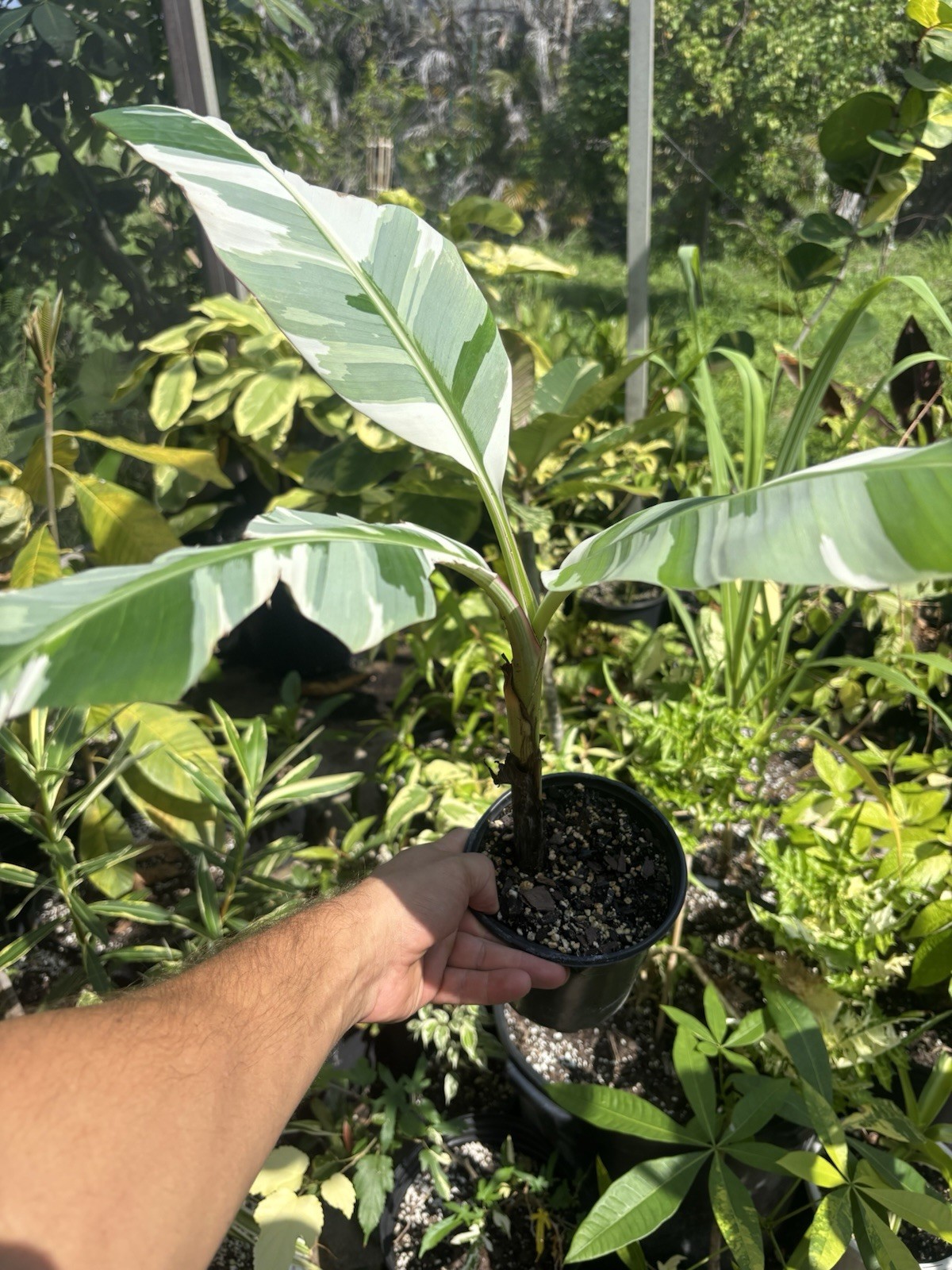 Rare Musa ‘Florida’ Variegated Banana Plant – Highly Variegated, Well-Rooted