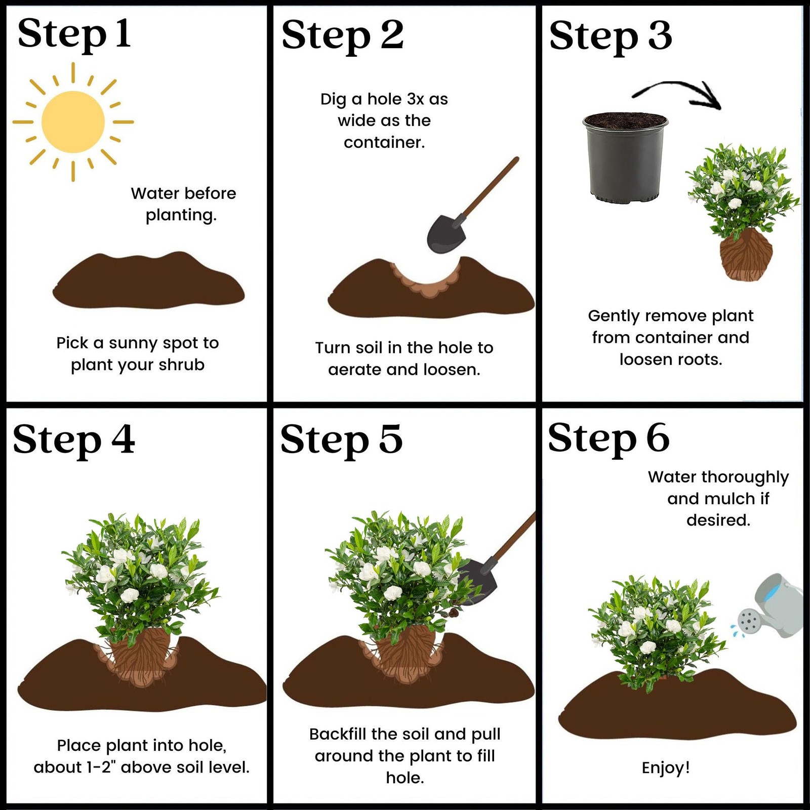 Generic Shrub 2.5 Qt. August Beauty Gardenia