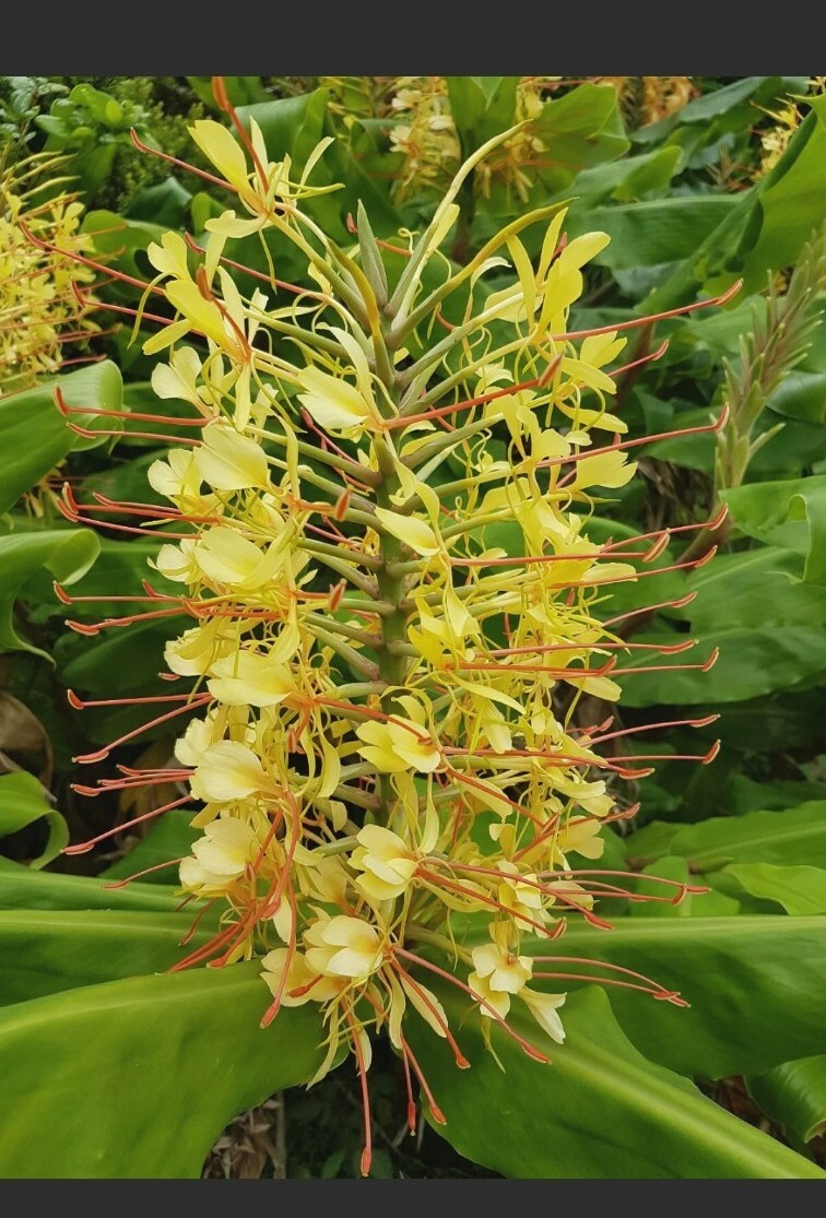 HAWAIIAN KAHILI YELLOW GINGER HEDYCHIUM GARDNERIANUM ROOTS & PLANTS