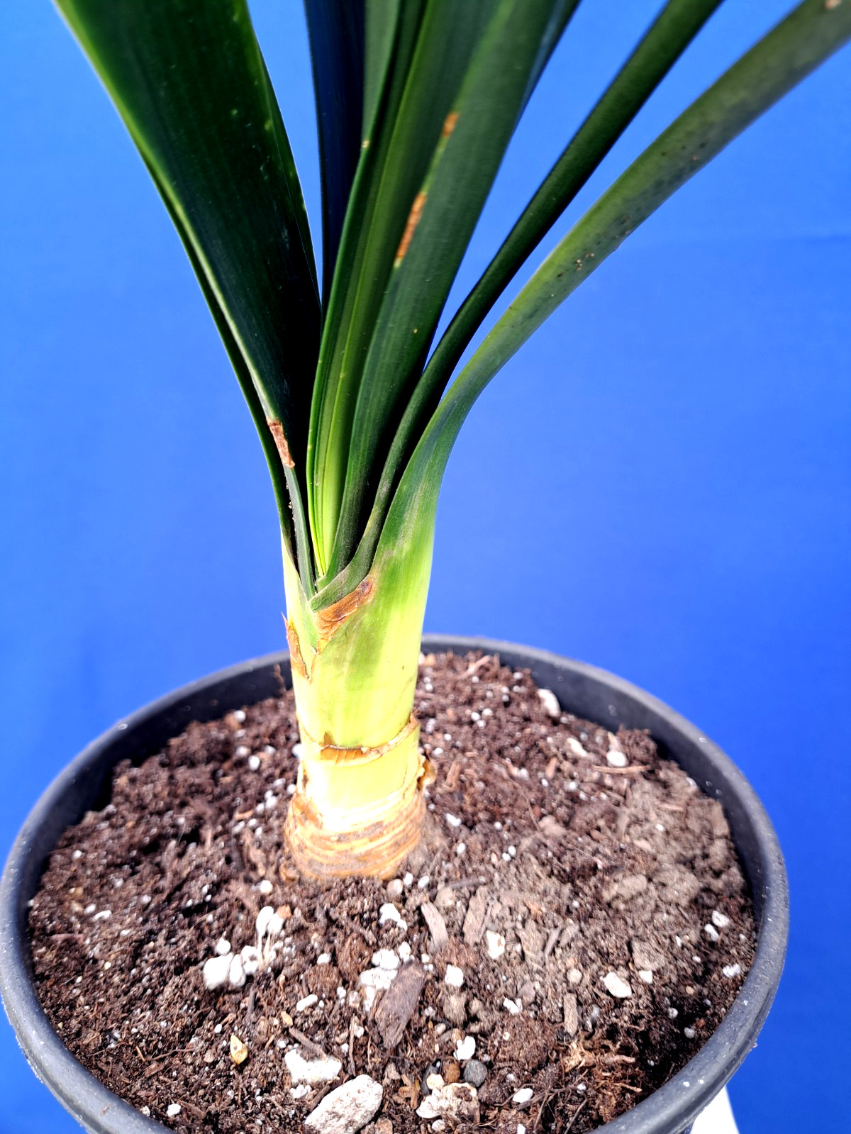 Clivia Variegated Plant Orange Flowers