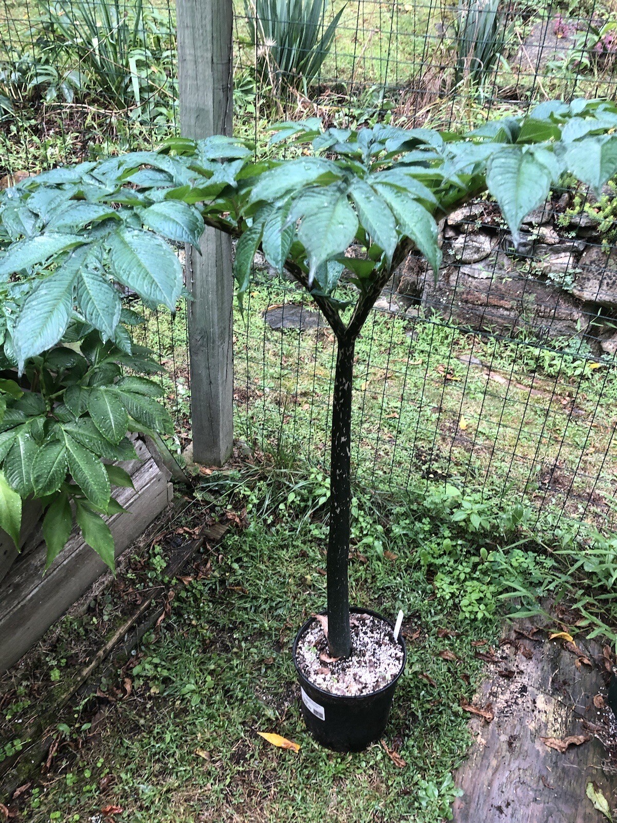 AMORPHOPHALLUS KONJAC ‘Nightstick’ 1 Dormant Bulb (Voodoo Lily) Arisaema